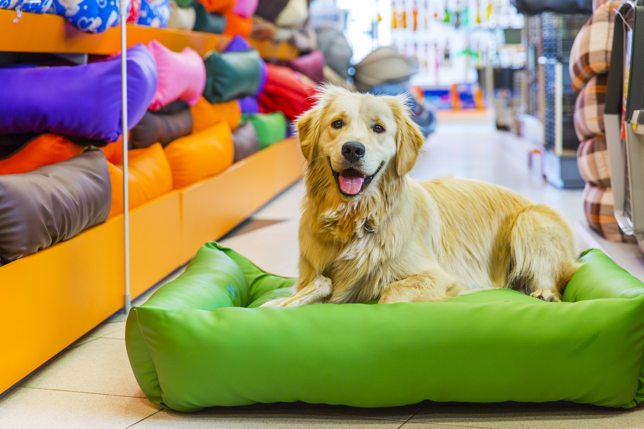 Pamper Your Pet with The Best Pet Store in Arlington at Randol Mill West